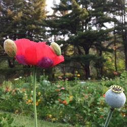Jardin Cérès, fleuriste-producteur en champ