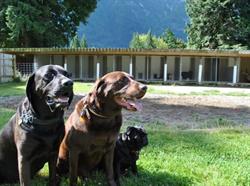 At River's Edge Kennel