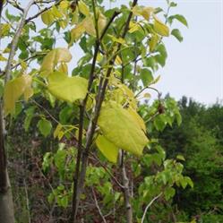 Sabbes Tree Farm