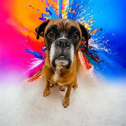 RUFF CUTS PET GROOMING BY LISA - Listowel