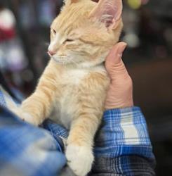 Pet Valu