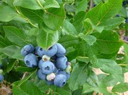 Bleuetière La Durantaye