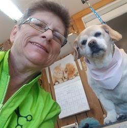 Scrub A Dog Grooming