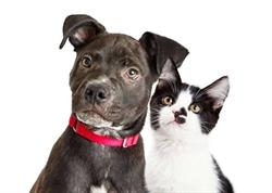Village Pets
