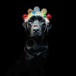 Club Canine