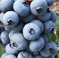Wood's Berries