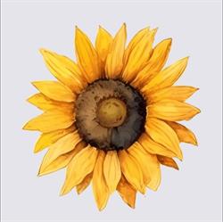 Calm the Soul Yoga & Wellness Studio