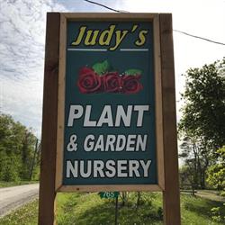 Judy's Plants