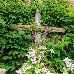 Living Faith Community Presbyterian