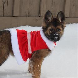 Von Rothhaus German Shepherds
