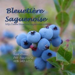 Bleuetière Saguenoise
