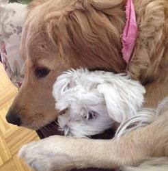 Annie's Pet Grooming