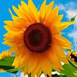 Sunflower Restaurant