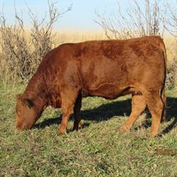 Cherway Limousin