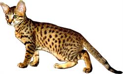 Simply Spots Savannahs - Breeder of Savannah Kittens & Savannah Cats