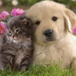 One Stop Pet Shop