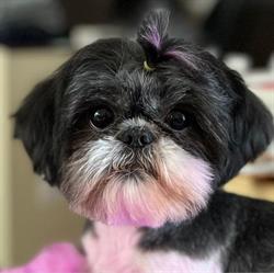 Puppy's Breath Pet Grooming
