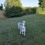 Agnes and Edith enjoying our exercise year. We had these two gorgeous ladies staying with us for a week. Agnes and Edith enjoying our exercise year. We had these two gorgeous ladies staying with us for a week.