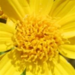 Arnica Massage Therapy