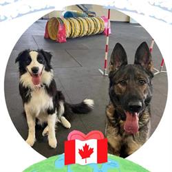 K9 Sports Centre