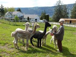 Oyama Lake Alpaca Farm