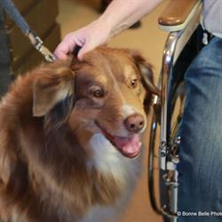 Kelowna Caring Canines Society