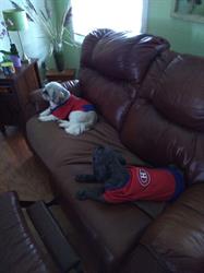 Doggie Vacation