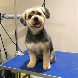 Courtney’s Paw Spa