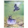 Kingfisher And Rainbow Trout - Art Print by Canadian artist Glen Loates Kingfisher And Rainbow Trout - Art Print by Canadian artist Glen Loates