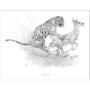 Bengal Tiger Pulling Down a Chital Deer - Art Print by Canadian artist Glen Loates Bengal Tiger Pulling Down a Chital Deer - Art Print by Canadian artist Glen Loates