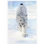 Stalking Lynx - Art Print by Canadian artist Glen Loates Stalking Lynx - Art Print by Canadian artist Glen Loates