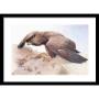 Golden Eagle - Framed Print by Canadian artist Glen Loates Golden Eagle - Framed Print by Canadian artist Glen Loates