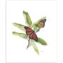 Monarch Butterflies - Art Print by Canadian artist Glen Loates Monarch Butterflies - Art Print by Canadian artist Glen Loates