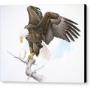 The Bald Eagle by Glen Loates The Bald Eagle by Glen Loates