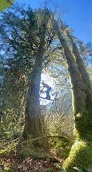 Cloudraker Tree service