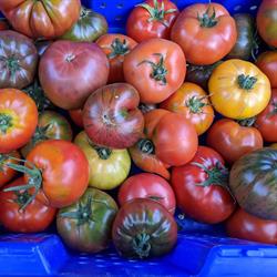 Saanich Organics