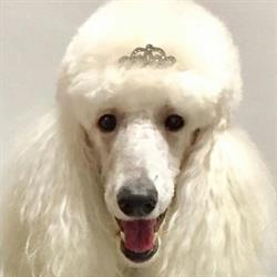 Woofington's Spa and Boutique