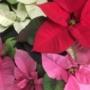 Photo Photo