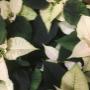 Photo Photo