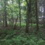 Il existe deux types de fougères, celles aimant le soleil, et celles aimant l'humidité. Un boisé ombragé rempli de fougère est souvent signe d'un marécage forestier. Un biologiste devrait toujours vous accompagner pour la construction de votre terrai Il existe deux types de fougères, celles aimant le soleil, et celles aimant l'humidité. Un boisé ombragé rempli de fougère est souvent signe d'un marécage forestier. Un biologiste devrait toujours vous accompagner pour la construction de votre terrai