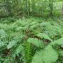 Marécage forestier.
Les marécages sont des endroits dans les forêts où la topographie permet l'accumulation de l'eau pour une période minimale de 20 jours. Eh oui, cela inclut la fonte des neiges! Marécage forestier.
Les marécages sont des endroits dans les forêts où la topographie permet l'accumulation de l'eau pour une période minimale de 20 jours. Eh oui, cela inclut la fonte des neiges!