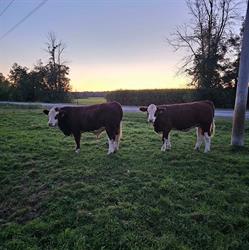 Crystal Brook Farm