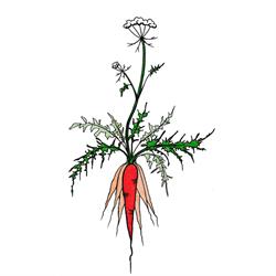 Ferme la Carotte Sauvage - Fleur en Bouche