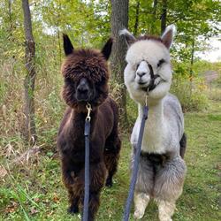 On The Brink Alpacas