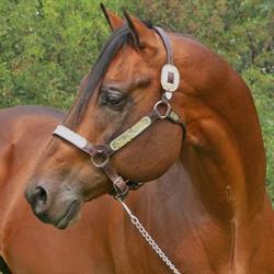Salter Pepper Paints & Quarter Horses