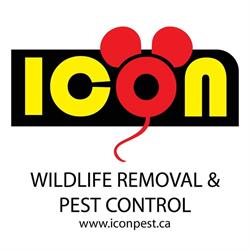 Icon pest control & wildlife removal in Richmond Hill