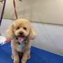 full service pet grooming
https://rainingcatsanddogsmobilegroominginc.net/ full service pet grooming
https://rainingcatsanddogsmobilegroominginc.net/
