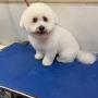 pet groomer
https://rainingcatsanddogsmobilegroominginc.net/ pet groomer
https://rainingcatsanddogsmobilegroominginc.net/