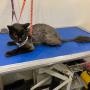 cat groomer
https://rainingcatsanddogsmobilegroominginc.net/ cat groomer
https://rainingcatsanddogsmobilegroominginc.net/