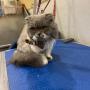 pet grooming
https://rainingcatsanddogsmobilegroominginc.net/ pet grooming
https://rainingcatsanddogsmobilegroominginc.net/
